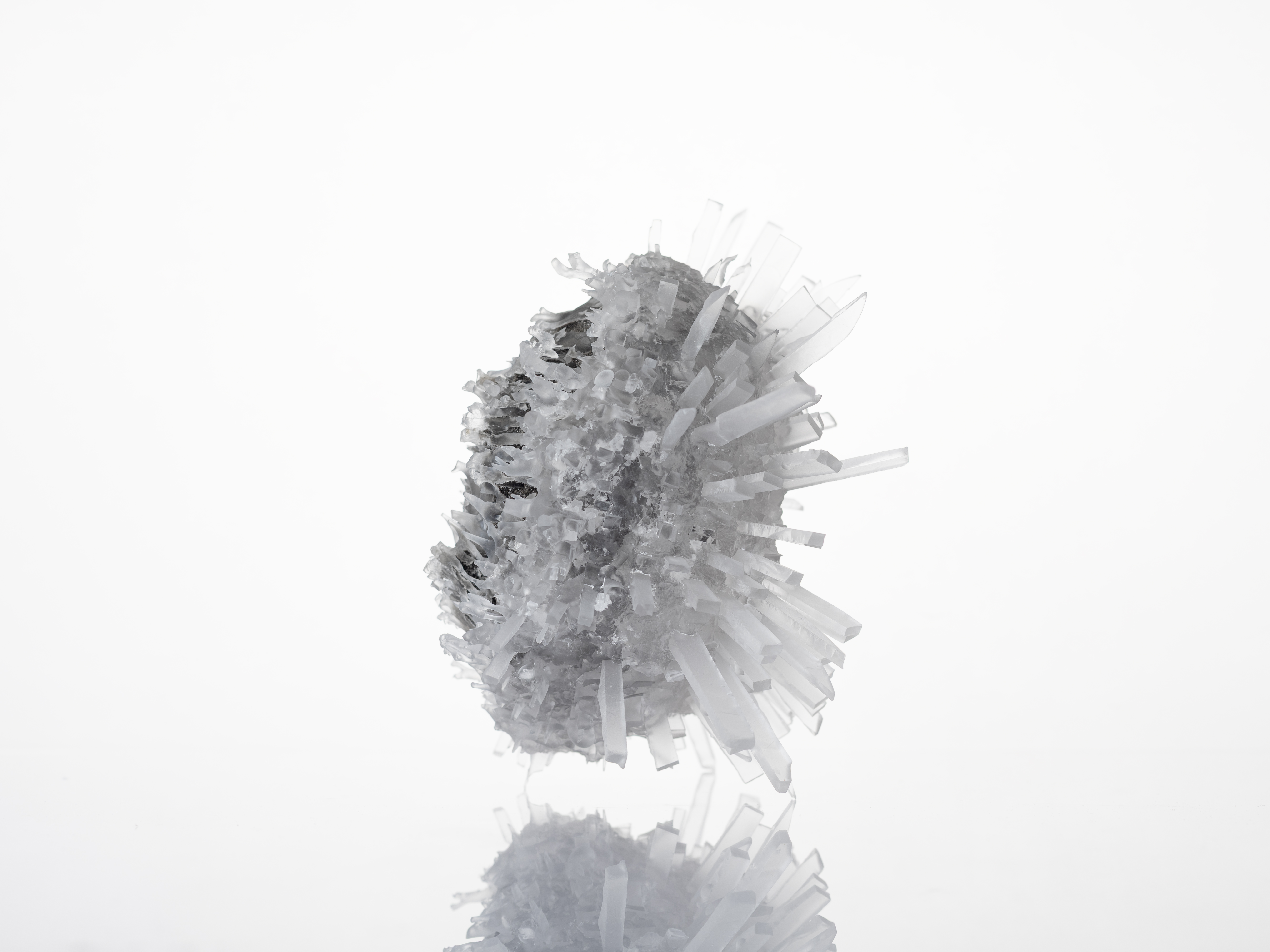 Urchin CL01(4)