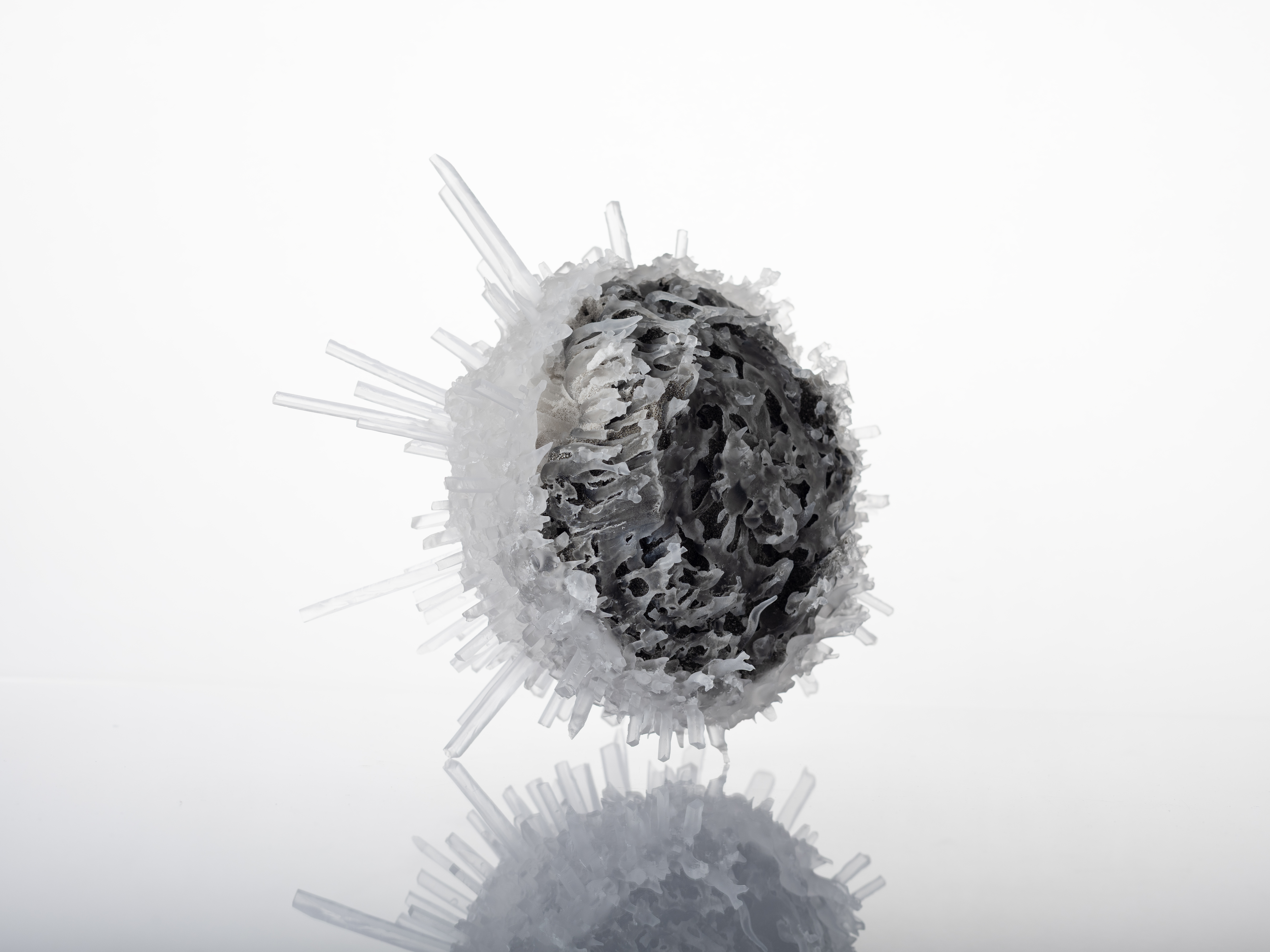 Urchin CL01(5)