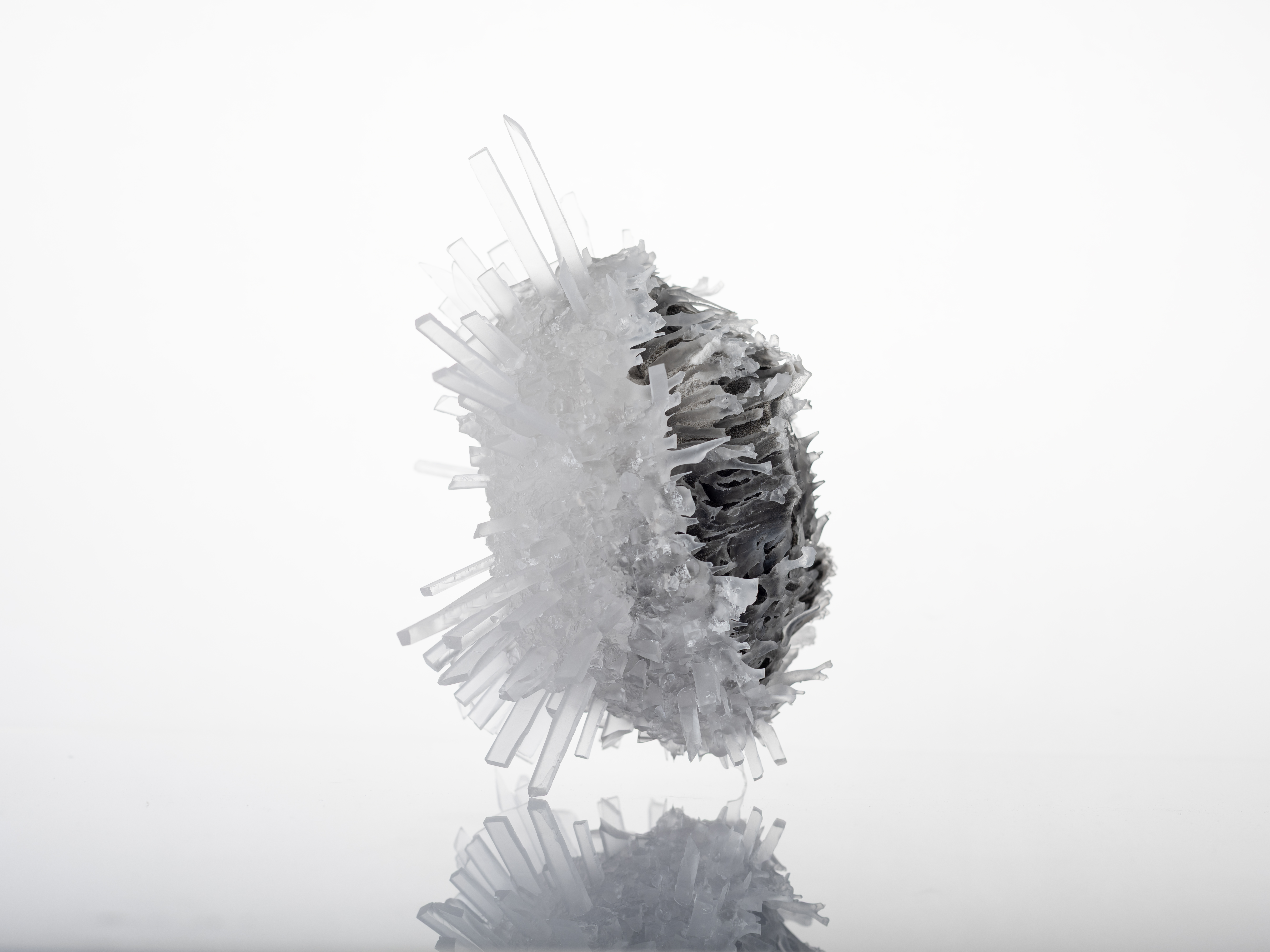Urchin CL01(6)